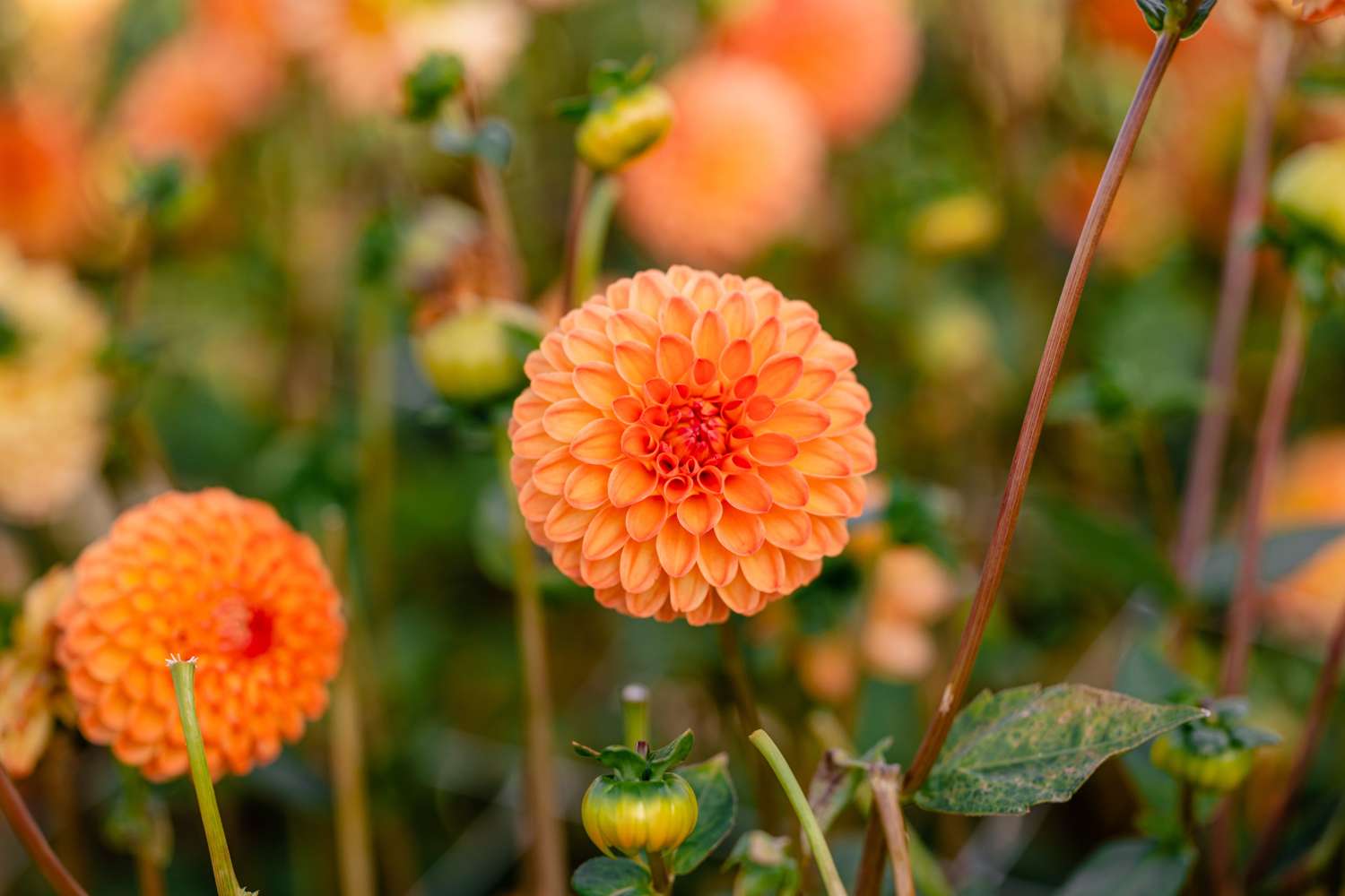 Dahlia 'Souvenir d’Ete'